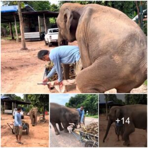 Witness the heartwarming encounter of an elephant’s kindness as he assists a man with back pain, Watch the video at the end.