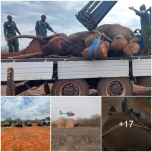 Rescue and Relocation: The Remarkable Journey of a Majestic Bull Elephant