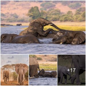 Exploring Africa’s Magnificent Elephants: A Journey into the Wild