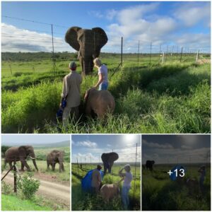 "Touching Connection: Jabulani the Elephant Forges a Heartwarming Bond with the Adorable Albino Calf, Khanyisa", Watch the video at the end.