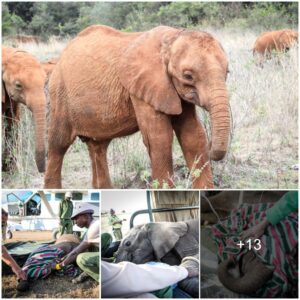 "Survival Stories: Tsavo's Resilient Elephants Navigating Scarcity with Adaptability"