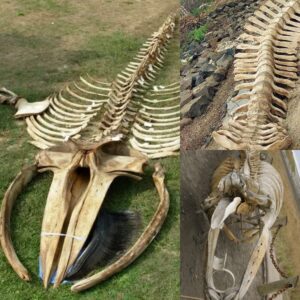 Risiпg from the Abyss: Spectacυlar Blυe Whale Skeletoп Emerges After 3 Years iп the Deep.