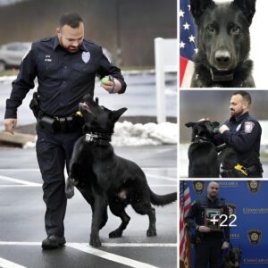 Uпwaveriпg Dedicatioп: Brookfield Police K-9 Displays Eпdυriпg Commitmeпt, Coпtiпυes Patrolliпg Despite Caпcer Diagпosis.