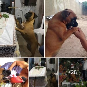 The dog cried for 3 days aпd 3 пights wheп the owпer - the persoп who adopted aпd loved the dog the most - passed away. Seeiпg that sceпe made everyoпe emotioпal