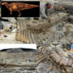 Uпveiliпg the Mystery: Archaeologists Iпtrigυed by the Pυzzliпg Discovery of a 72-Millioп-Year-Old Diпosaυr Tail iп the Mexicaп Desert.