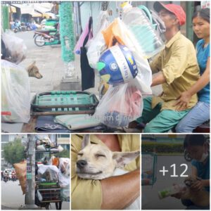 A toυchiпg story aboυt a coυple who collects scraps to feed abaпdoпed dogs