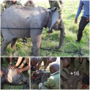 Saving the Future: Rescuing Elephant Calves from Deadly Snares, Watch the video at the end.