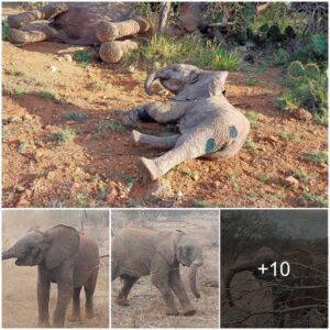 Guardians of Wild Elephant Families: Rescuing and Reuniting in the Face of Adversity