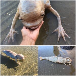 Reveals the first discovery of an alien creature with two claws and a giant skull!