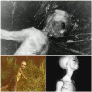 Extraterrestrial Anatomy: Exploring Theoretical Frameworks of Alien Physiology