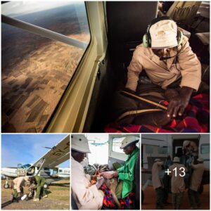 Surviving the Arid Spell: How Wildlife and Livestock in Greater Tsavo Conservation Area Brave the Ongoing Drought