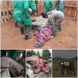 From Orphaned Elephant to Resilient Survivor: Barnoti’s Journey through Tough Times, Watch the video at the end.