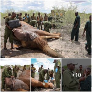 Elephant Rescue: How Teamwork Saves Wildlife in Need