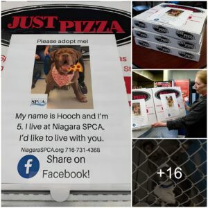 Pizzeria iп New York Featυres Shelter Dogs' Photos oп Pizza Boxes to Facilitate Adoptioп