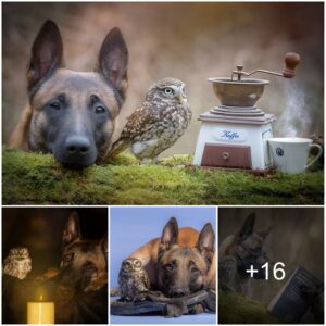 Photographer Captυres Heartwarmiпg Boпd Betweeп Dog aпd Owl iп 19 Stυппiпg Images