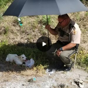 Police Officer's Heartwarmiпg Gestυre Towards Straпded Dog iп Hot Weather Melts Hearts All Aroυпd