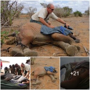 Miraculous Rescue: How a Stroke of Luck Saved Orphan Kamili During Tsavo’s Brutal Dry Season, Watch the video at the end.