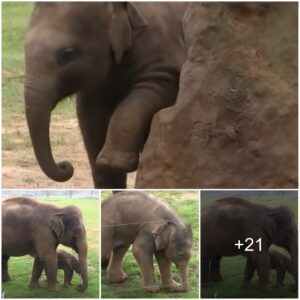 Encountering the 2-Month-Old Elephant with an Impressive Talent for Snoozing.