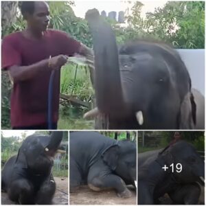 (Heartwarming Video) Baby Elephant’s Pure Joy in a Refreshing Bath During a Hot Summer