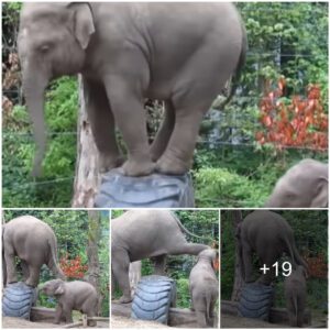 Adorable Video: Big Elephant’s Hilarious Effort to Guard a Toy from Its Young Sibling