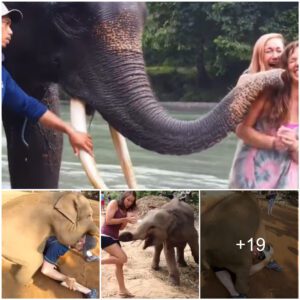 Baby Elephants’ Playful Antics Delight Tourists in Unforgettable Encounters