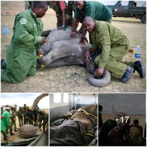 Kitiak’s Incredible Journey: Rescued Calf Escapes Peril in the Mara – A Heartwarming Tale, Watch the video at the end.