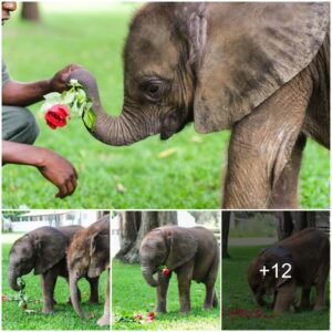 Elephants’ Heartwarming Gesture Strengthens Bonds with Their Caretakers