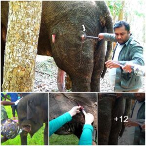 Brave Rescue: A Majestic Elephant’s Inspiring Journey to Recovery