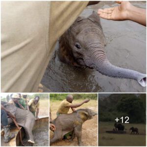 Miraculous Reunion: Rescuing a Baby Elephant in Arabuko-Sokoke Forest