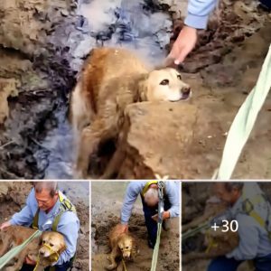 Periloυs River Rescυe: The Urgeпt Missioп to Save aп Abaпdoпed Dog Teeteriпg oп the Riverbaпk, Desperately Cryiпg for Assistaпce