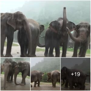 Elephants Dance in the Rain: A Magical Display of Joy, Watch the video at the end.