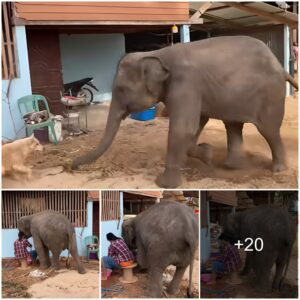 Incredible Baby Elephant Rescue: A Heartwarming Tale of Human-Animal Teamwork, Watch the video at the end.