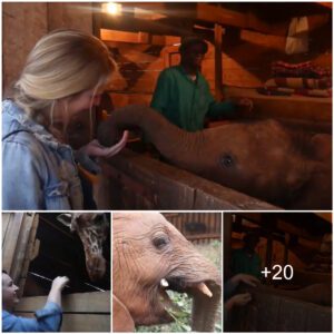 Heartwarming: A Compassionate Act of Adoption Rescues a Motherless Baby Elephant, Watch the video at the end.