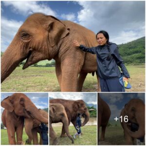 Heartwarming Dedication: The Woman Who Devotes Her Life to Caring for Elephants