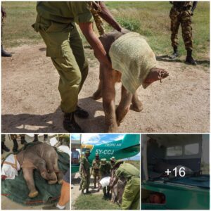 Rescue Operation: Saving the Baby Elephant with a Lost Trunk and Unconscious State