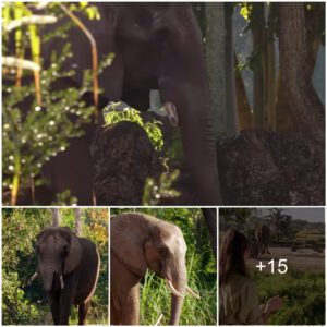 Elephant Brothers’ Heartwarming Lessons in Disney’s Animal Kingdom, Watch the video at the end.