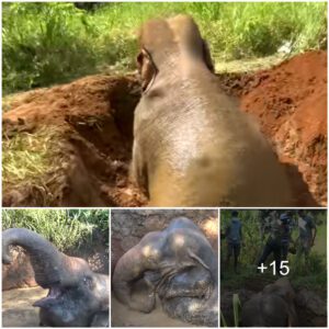 Remarkable Rescue: Villagers Join Forces to Save Trapped Elephant, Watch the video at the end.