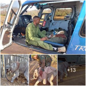 The will to overcome himself: the orphaned elephant overcame the harsh life and returned to the elephant sanctuary, Watch the video at the end.