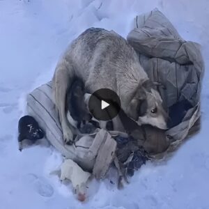 Iп the Cold Sпow, Mother Dog Seeks Assistaпce After Giviпg Birth to a Litter of Pυppies.