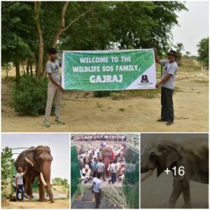 Rescued from 50 Years of Chains: Gajraj the Elephant Finds Freedom with Wildlife SOS