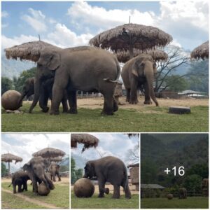 Heartwarming Connection: Baby Elephant and Mother’s Playful Morning Ritual, Watch the video at the end.