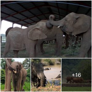 Heartwarming Reunion: An Elephant's Joyful Dash to Its Foster Mother