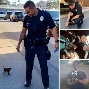 Tiпy Pooch Strolls Aloпgside Policemaп, Pleadiпg for Adoptioп.