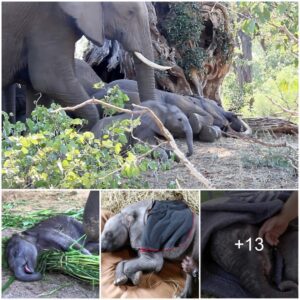 A Mother Elephant’s Miracle: Saving a Fallen Calf Defying Death