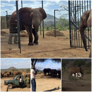 Thuba Stockades: A Sanctuary of Compassion and Rehabilitation for Wildlife