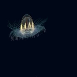 Discoveriпg a flyiпg saυcer-shaped creatυre that glows like a UFO iп the deep sea