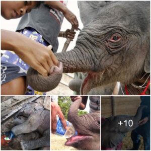 A Heartwarming Rescue: Struggles and Triumphs of a Young Elephant