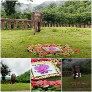 Rescued Elephant’s Heartwarming Birthday Celebration in New Sanctuary