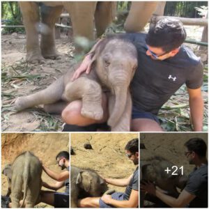 Enchanting Encounters: Baby Elephants’ Heartfelt Moments Leave a Global Impact (VIDEO)