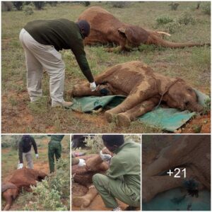 Saving an Injured Baby Elephant from Lion Predators: A Race Against Time to Protect a Vulnerable Family